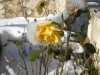 neve22