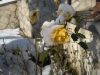 neve23