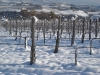 neve55